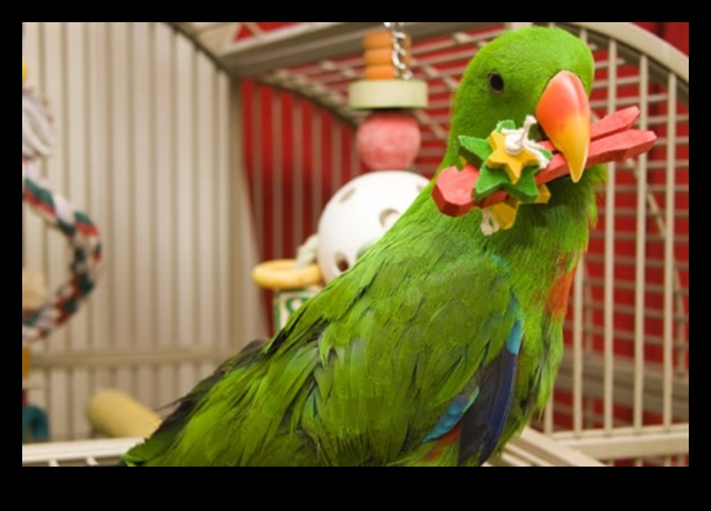 Feathered Friends Fashion Fiesta: Continuously Styling Your Pet Bird