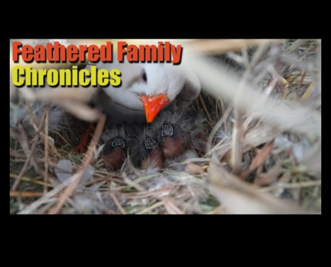 Feathered Families: A Look into Bird Parenting Behaviors