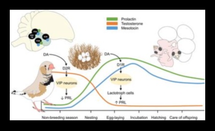 Feathered Families: A Look into Bird Parenting Behaviors