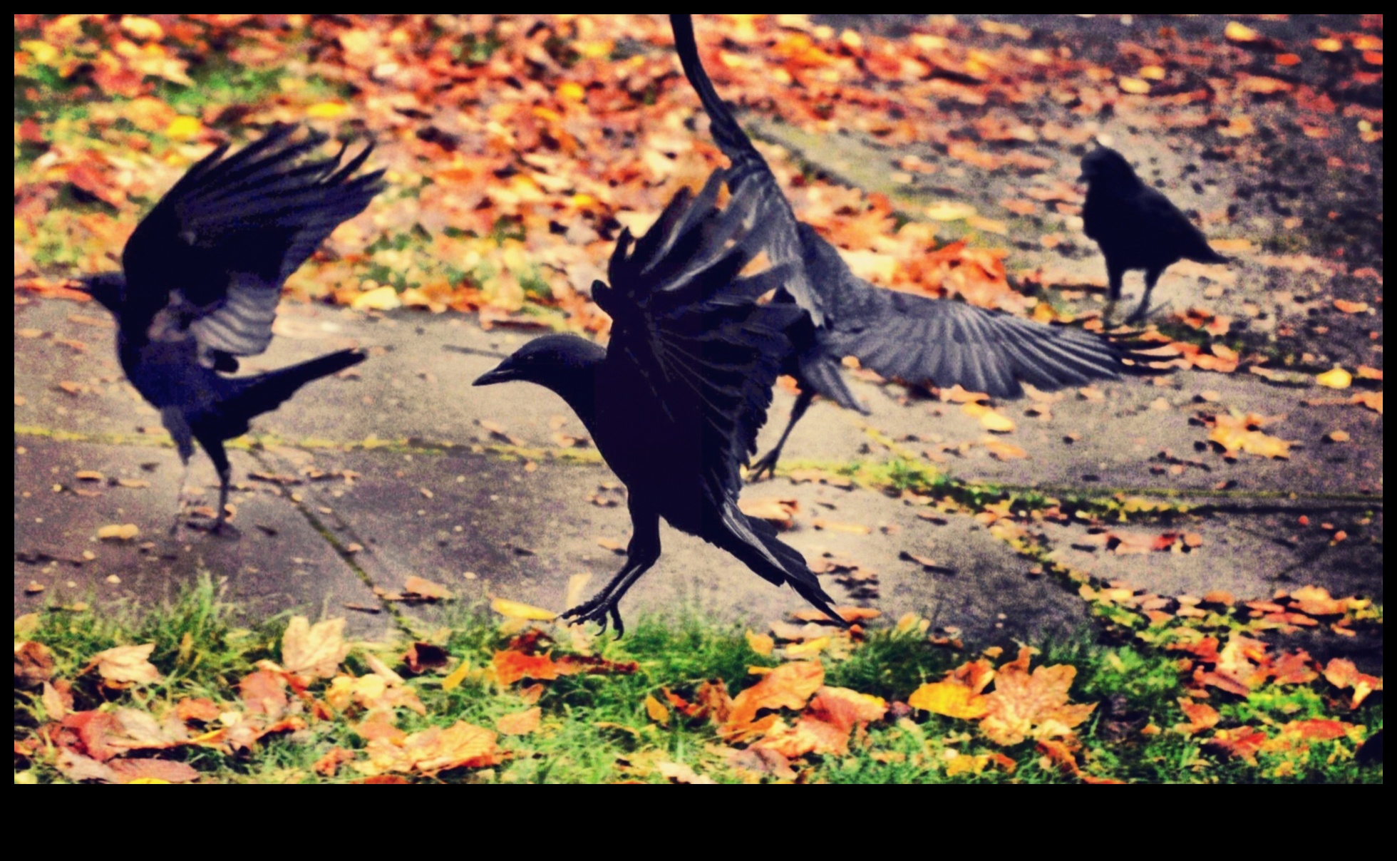 Feathered Families: A Look into Bird Parenting Behaviors