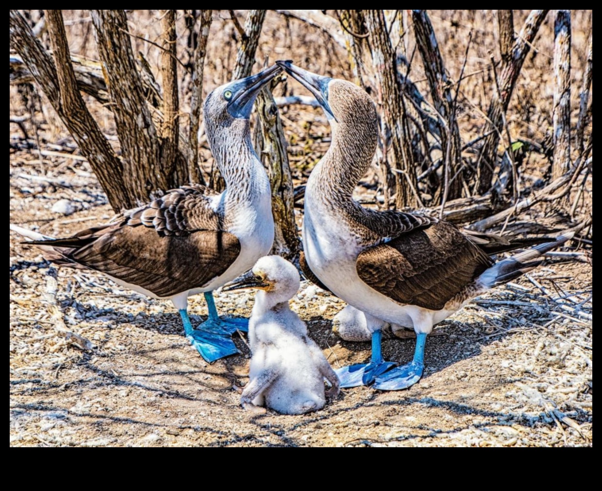 Feathered Families Continued: Parental Care in the Avian World