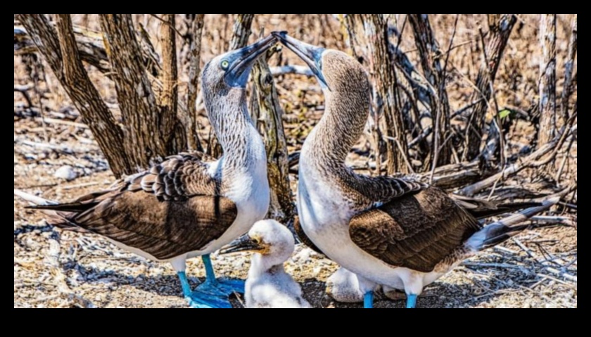 Feathered Families Continued: Parental Care in the Avian World