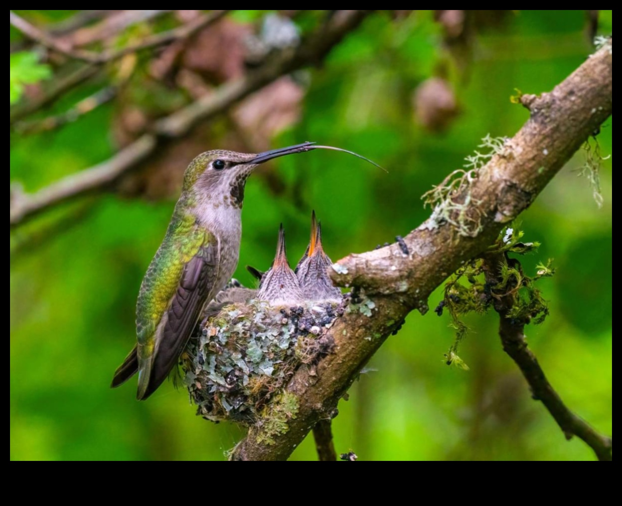Feathered Families Continued: Parental Care in the Avian World