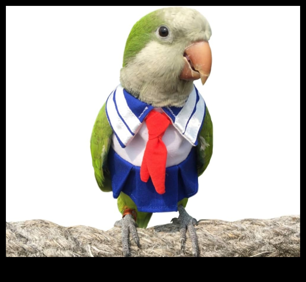 Feathered Fashion Show: Styling Pet Birds with Accessories