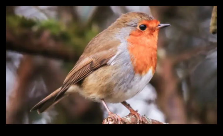 Feathered Fashion: The Function and Style of Bird Plumage