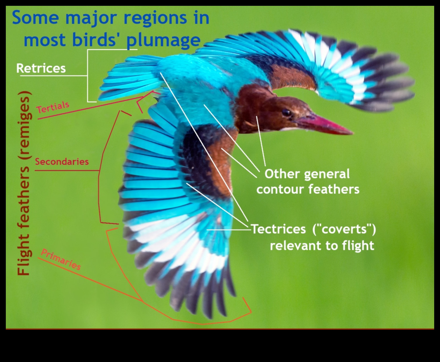 Feathered Fashion: The Function and Style of Bird Plumage
