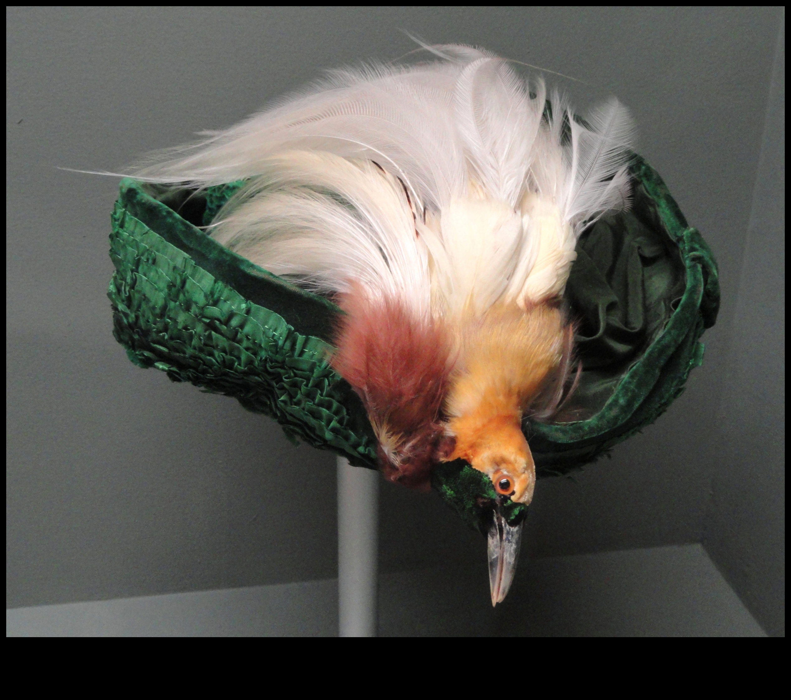 Feathered Fashion: The Function and Style of Bird Plumage