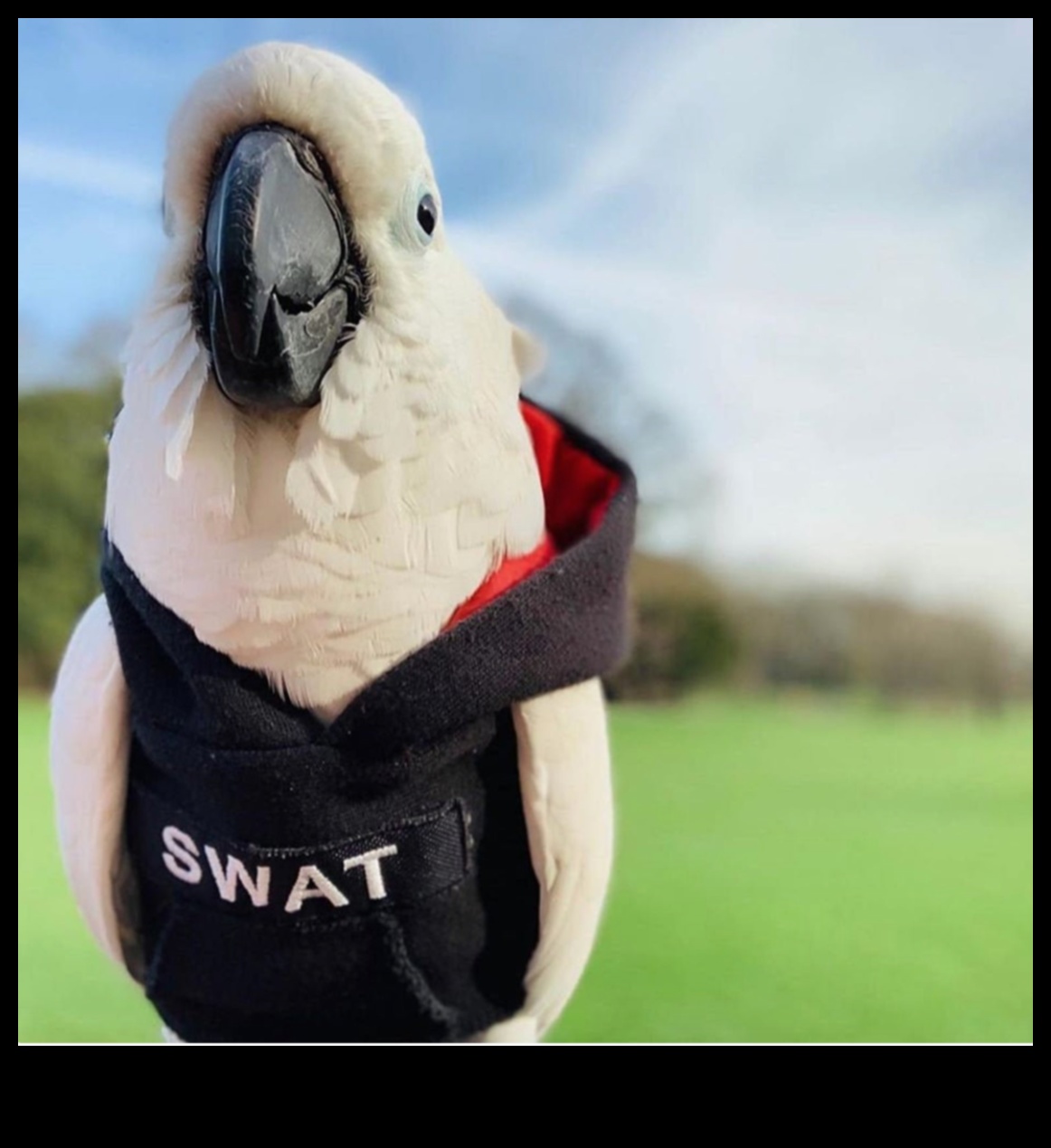 Feathered Fashionistas: Styling Your Pet Bird with Accessories