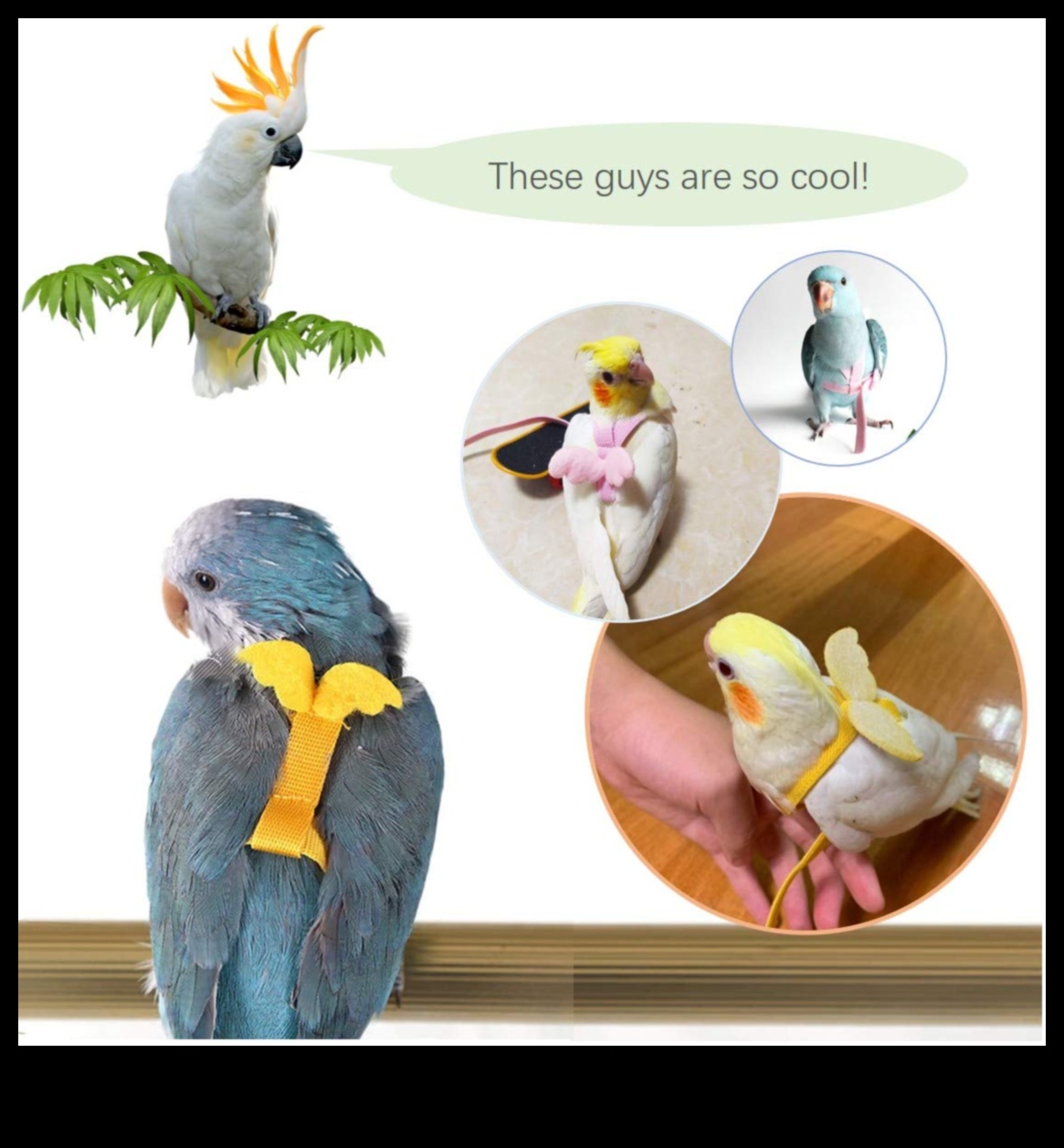 Feathered Fashionistas: Styling Your Pet Bird with Accessories