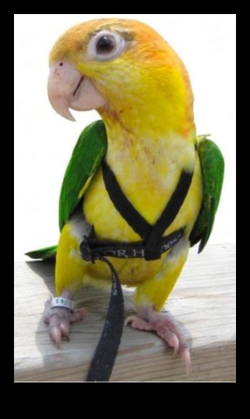 Feathered Fashionistas: Styling Your Pet Bird with Accessories