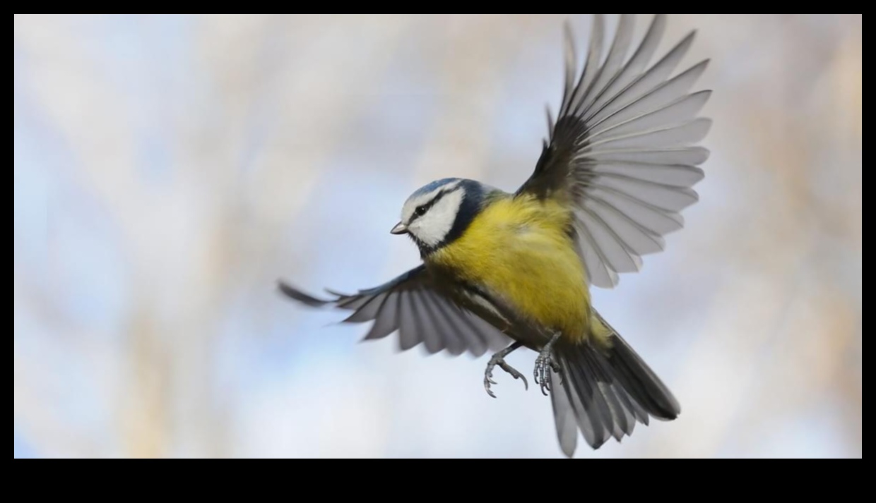 Feathered Flight School: How Birds Learn to Fly