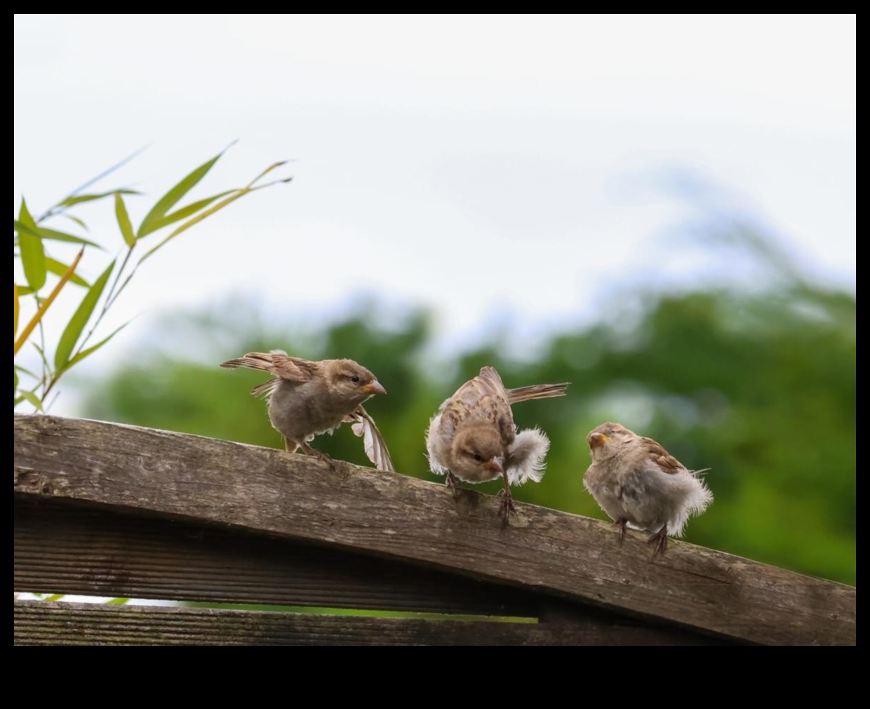 Feathered Flight School: How Birds Learn to Fly