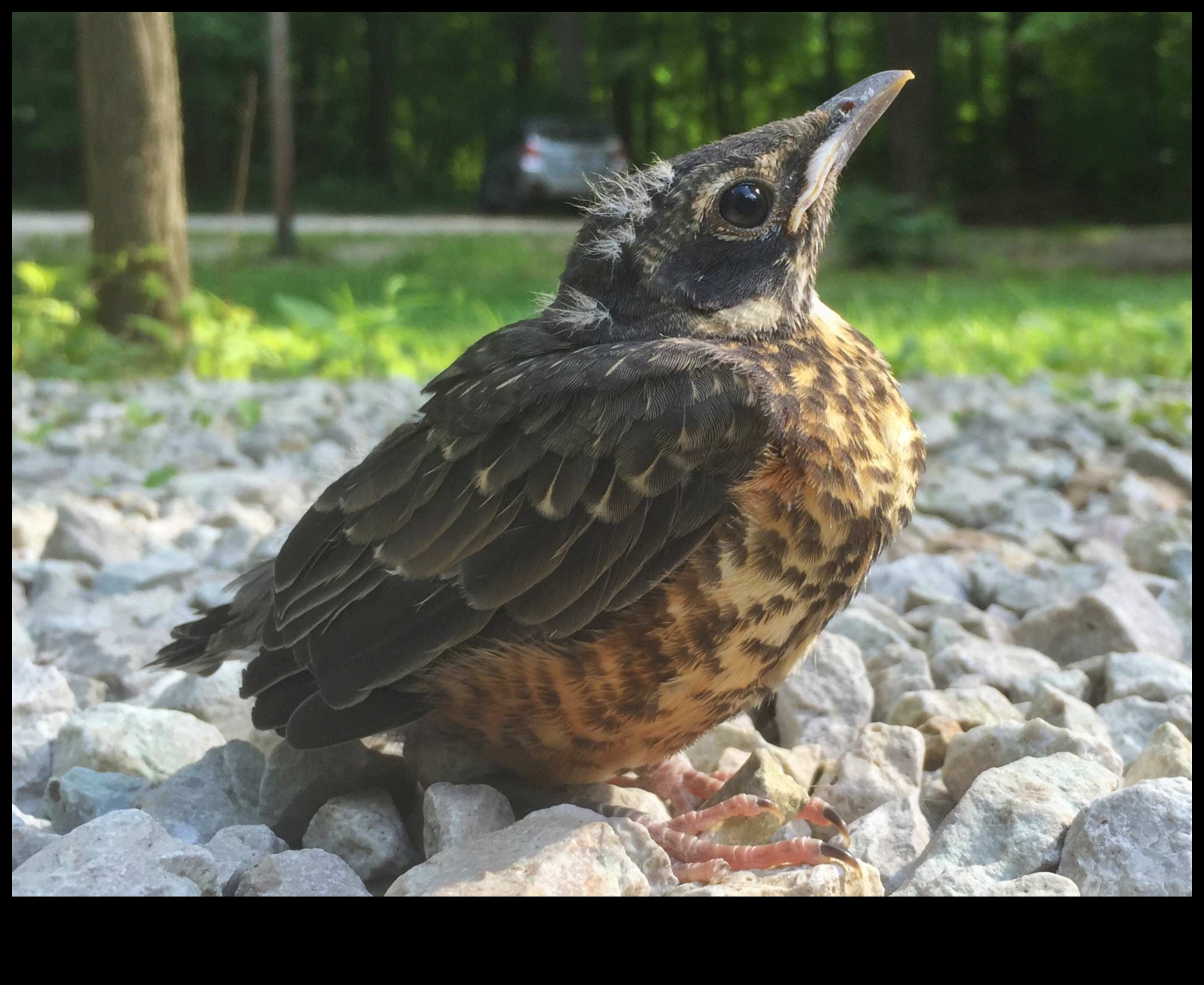 Feathered Flight School: How Birds Learn to Fly