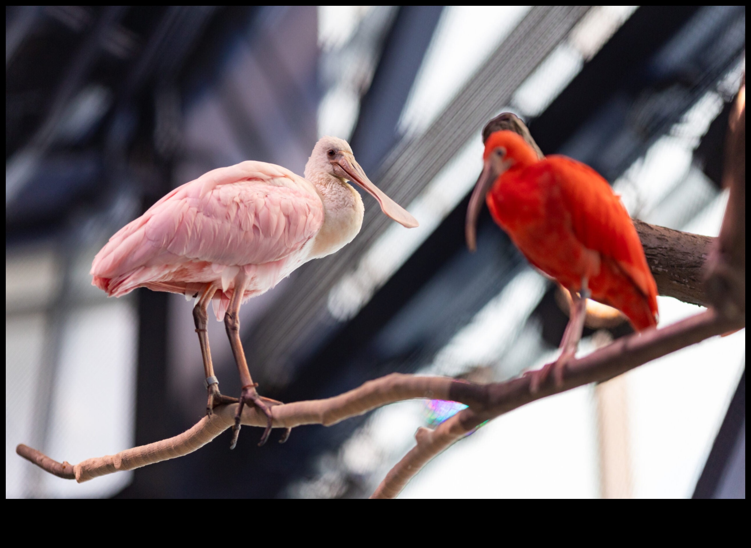 Feathered Friends Continued: Birds with Extraordinary Plumage Displays