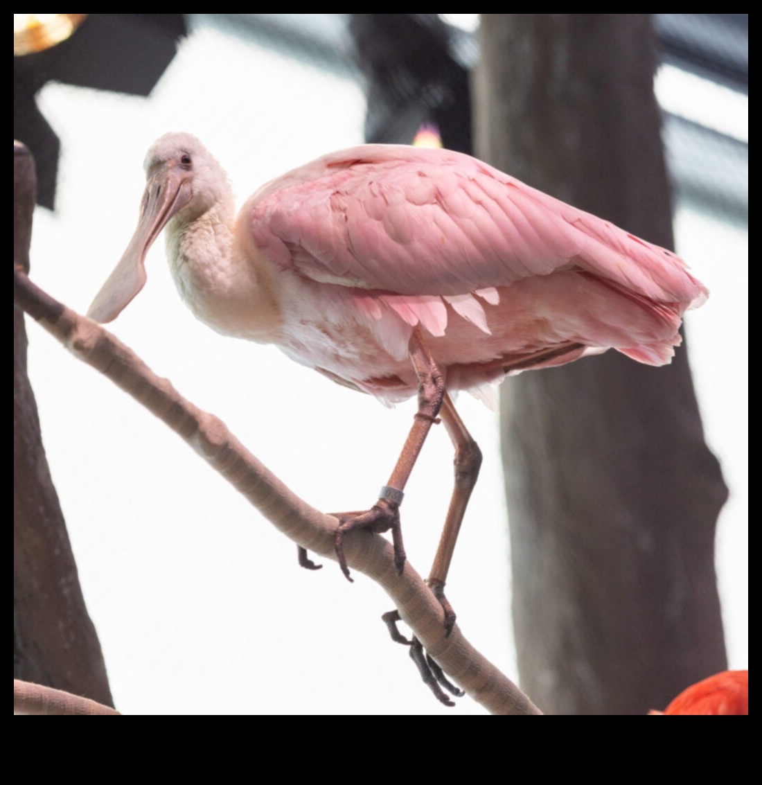 Feathered Friends Continued: Birds with Extraordinary Plumage Displays