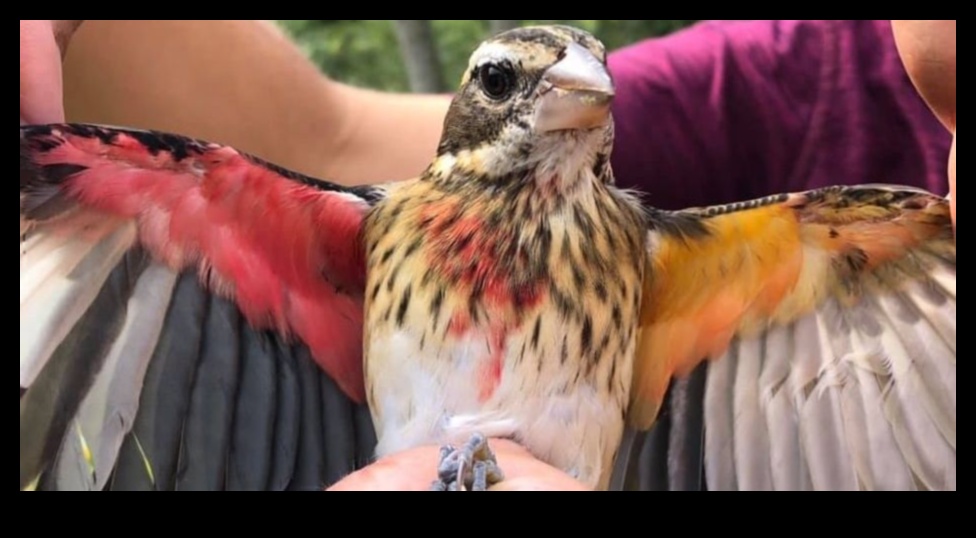Feathered Friends Continued: Birds with Extraordinary Plumage Displays