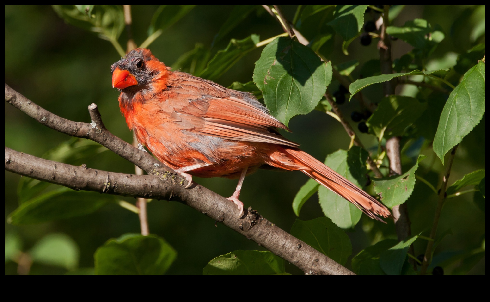 Feathered Friends Continued: Birds with Extraordinary Plumage Displays