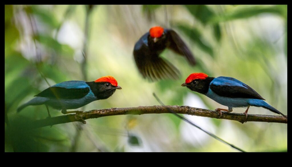 Feathered Friends Continued Birds with Unique Courtship Displays 1