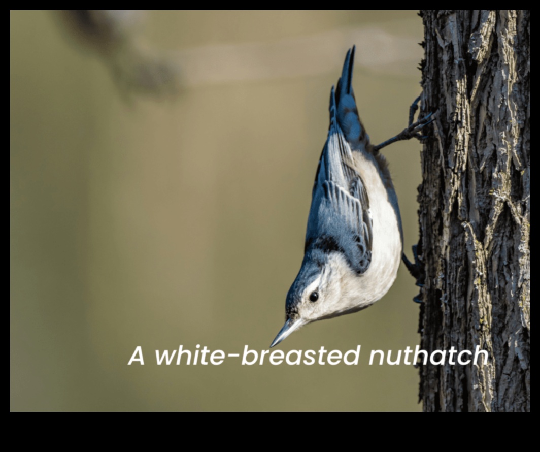 Feathered Friends Continued: Birds with Unique Feeding Adaptations