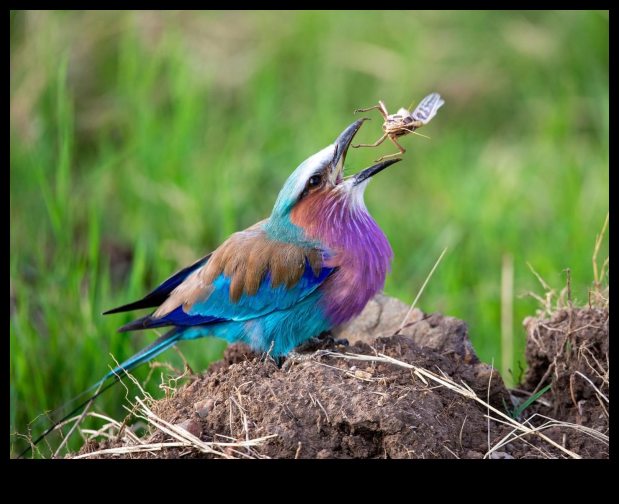 Feathered Friends Continued: Birds with Unique Feeding Behaviors