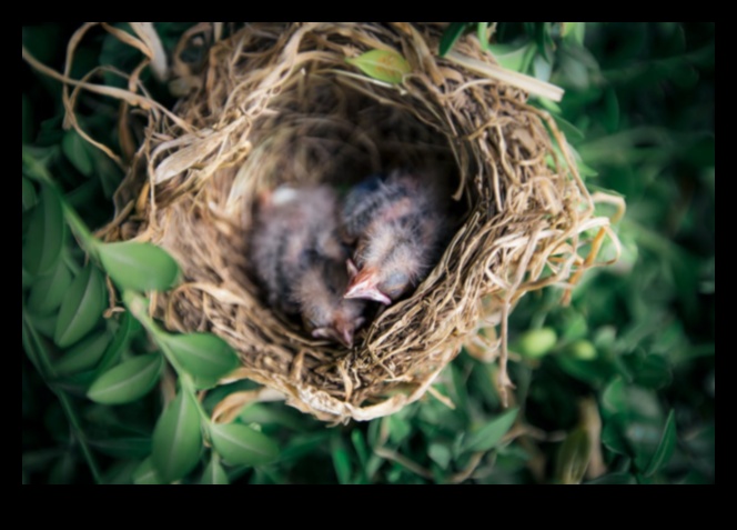 Feathered Friends Continued: Birds with Unique Nests