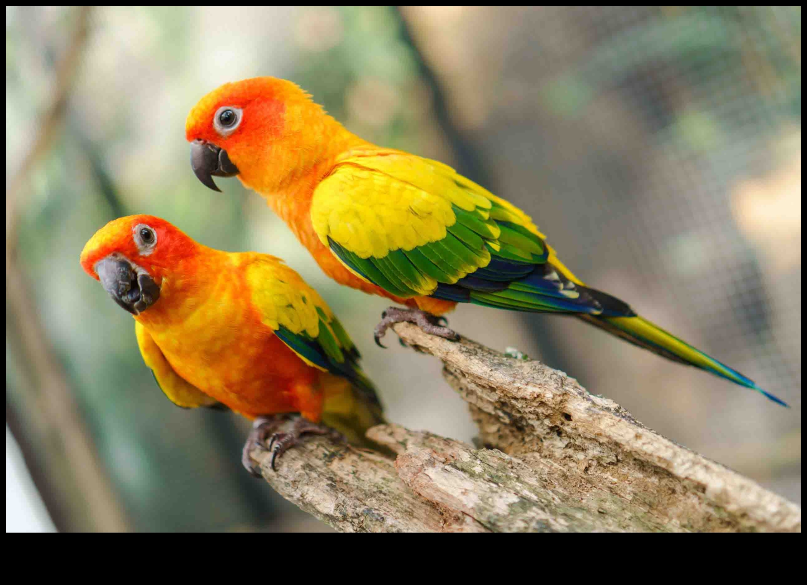 Feathered Friends Continued: Unique Bonding Behaviors Among Birds