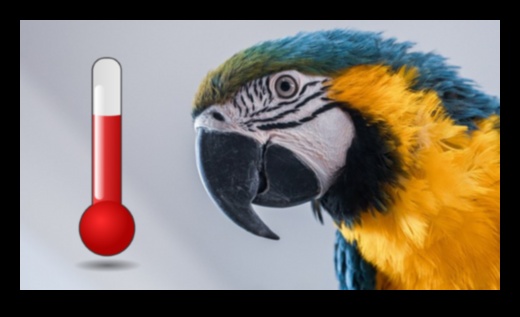 Feathered Friends Fashion Continued: Keeping Your Bird Stylish