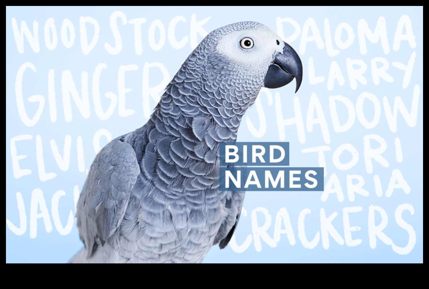 Feathered Friends Fashion Continued: Keeping Your Bird Stylish