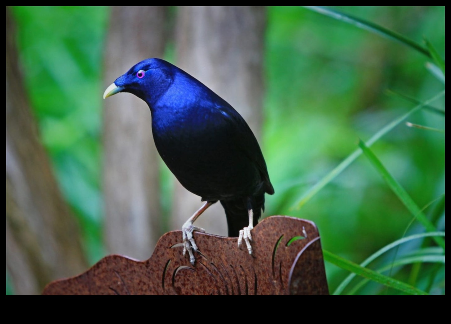 Feathered Friends Fashion Continued: Stylish Accessories for Your Pet Bird