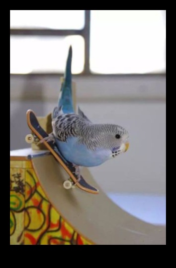 Feathered Friends Fashion: Stylish Accessories for Pet Birds