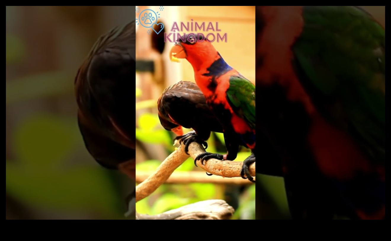 Feathered Friends' Fiesta: Celebrating with Pet Birds