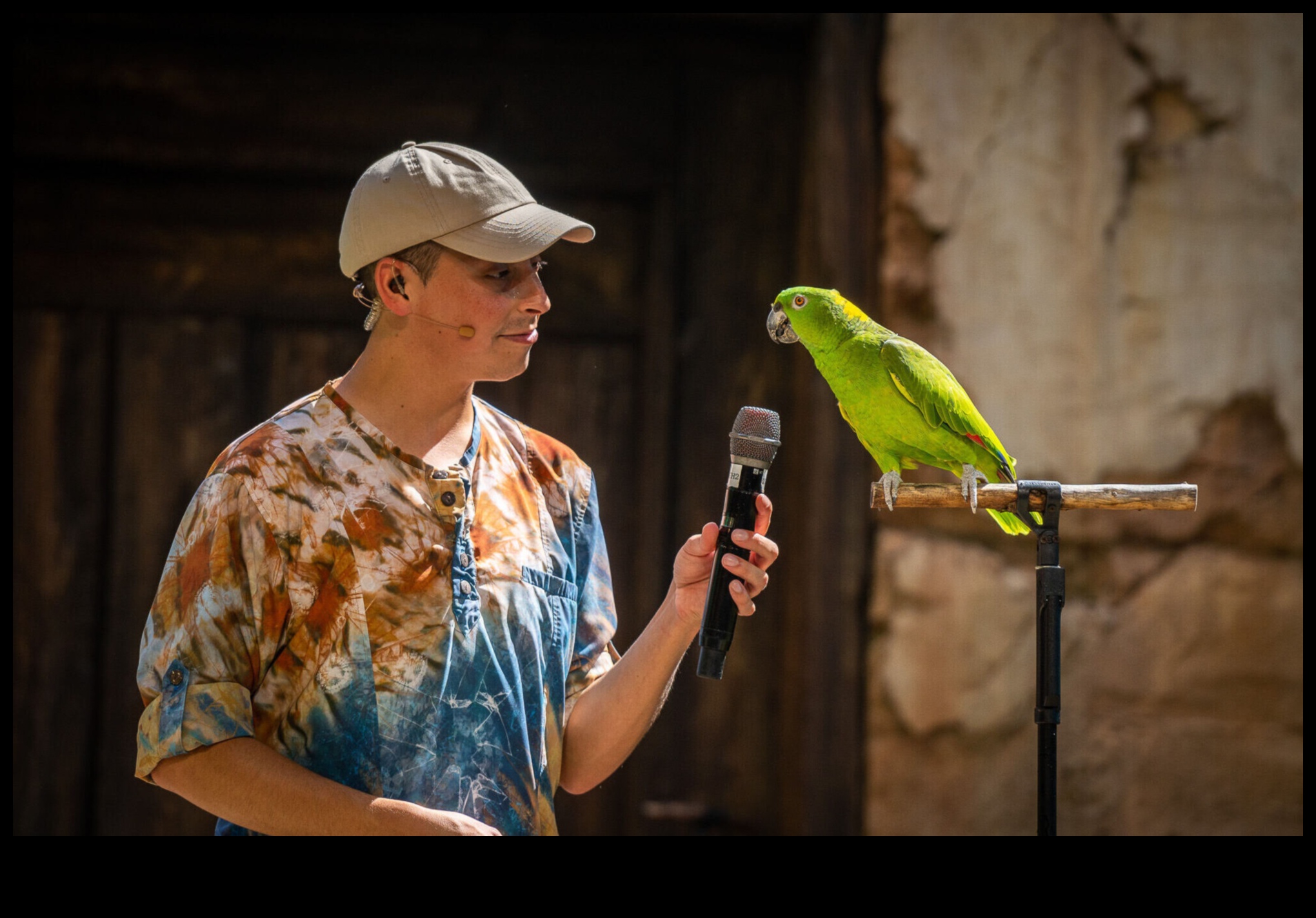 Feathered Friends' Fiesta: Celebrating with Pet Birds