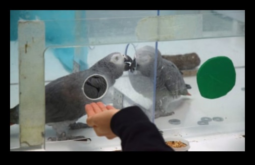 Feathered Friends Understanding Avian Behavior 1