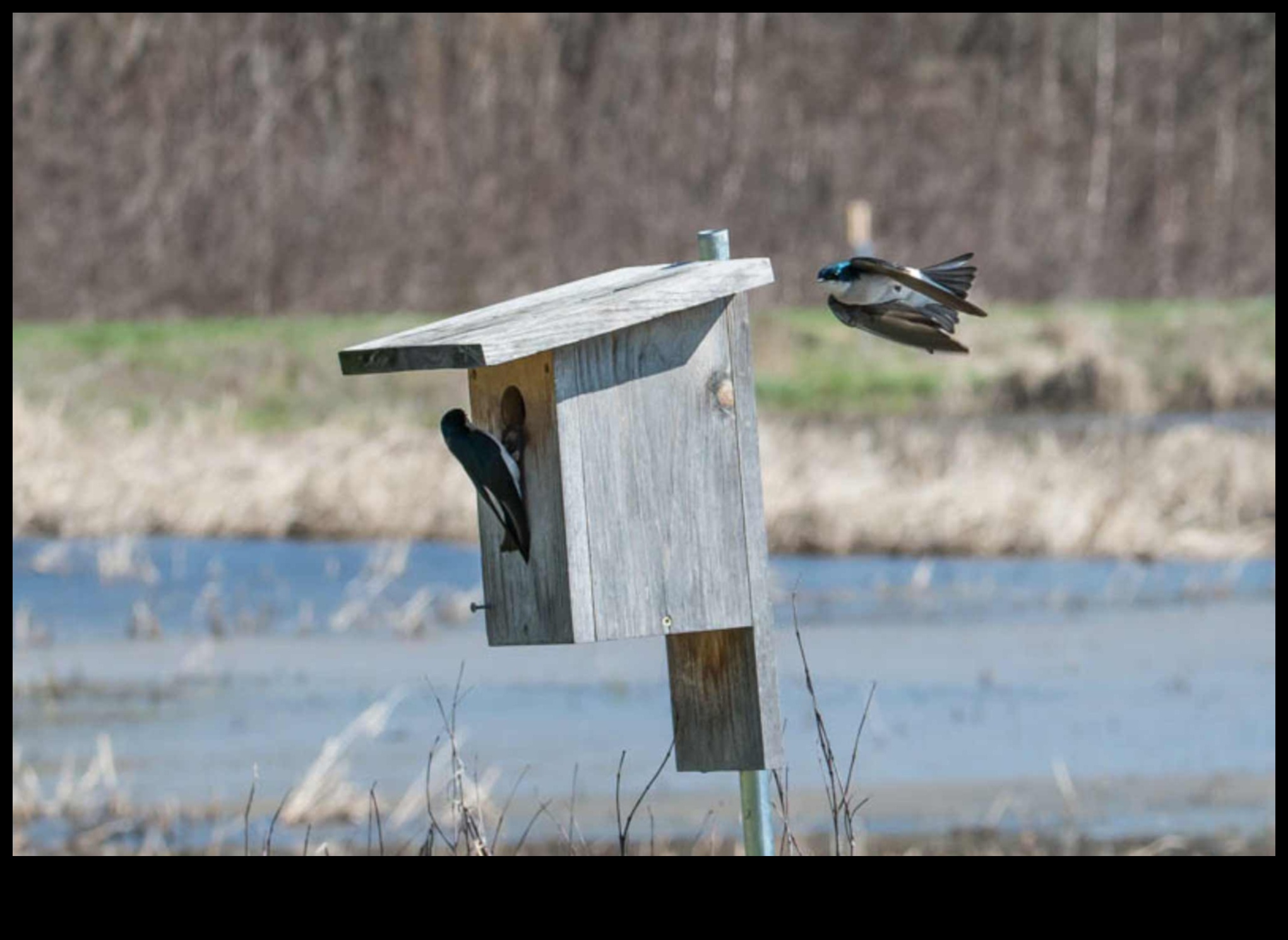 Feathered Friends: Understanding Avian Behavior