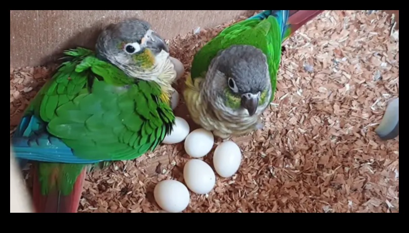 Feathered Friends: Understanding Avian Behavior