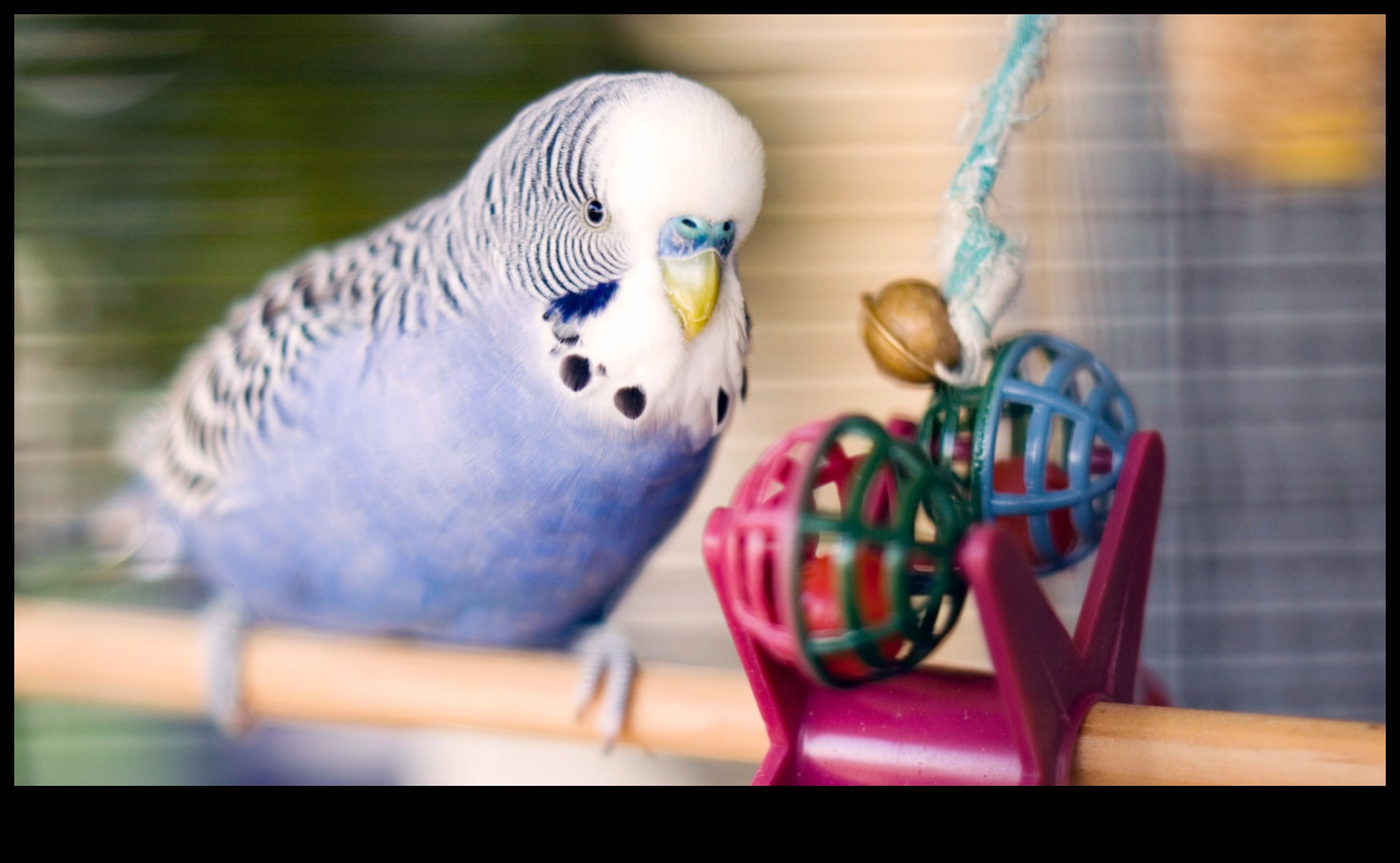 Feathery Fun: Entertaining Activities for Pet Birds