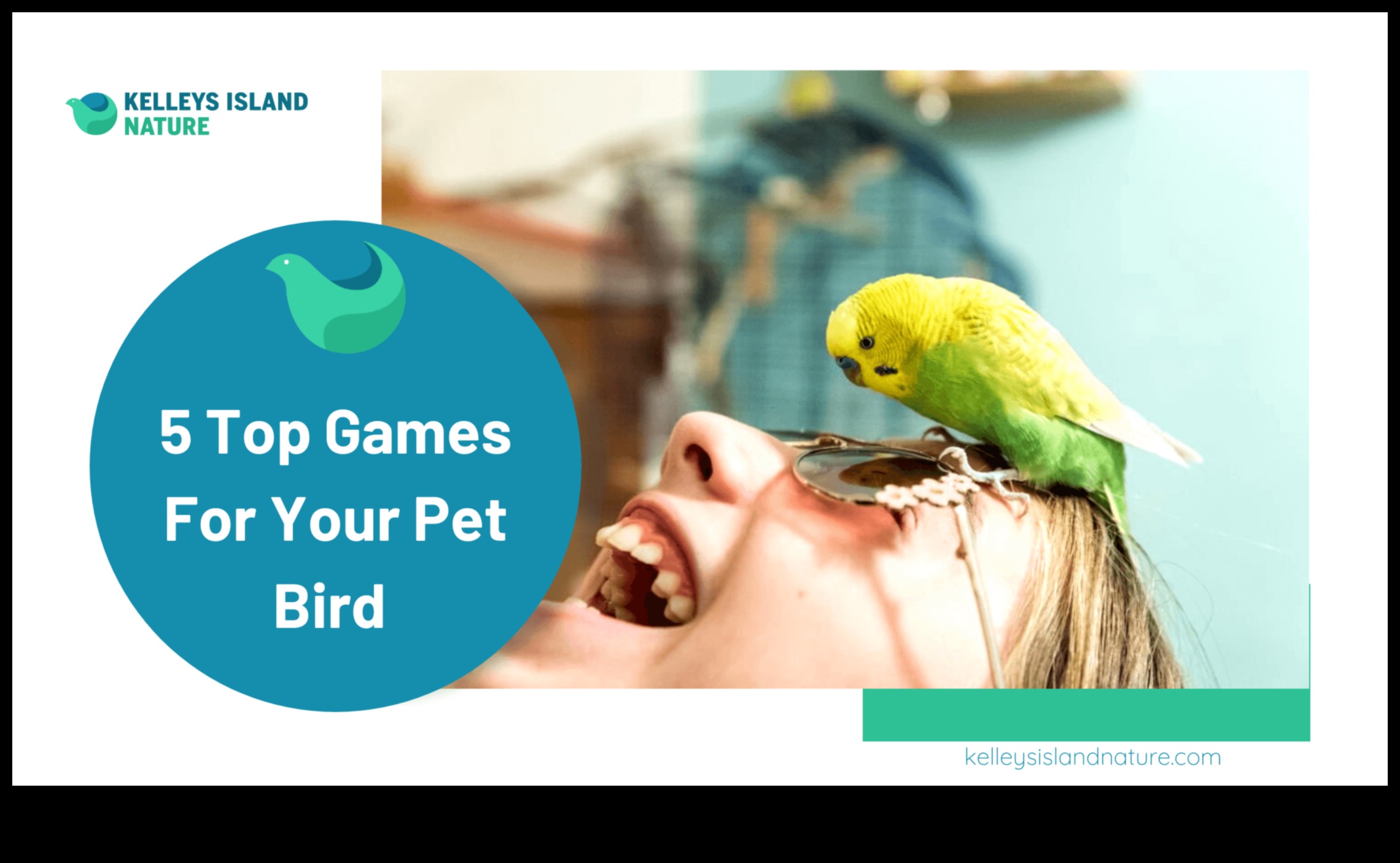 Feathery Fun: Entertaining Activities for Pet Birds