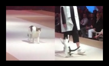 Feline Fashion Show A Catwalk of Couture for the Catty Crowd 1