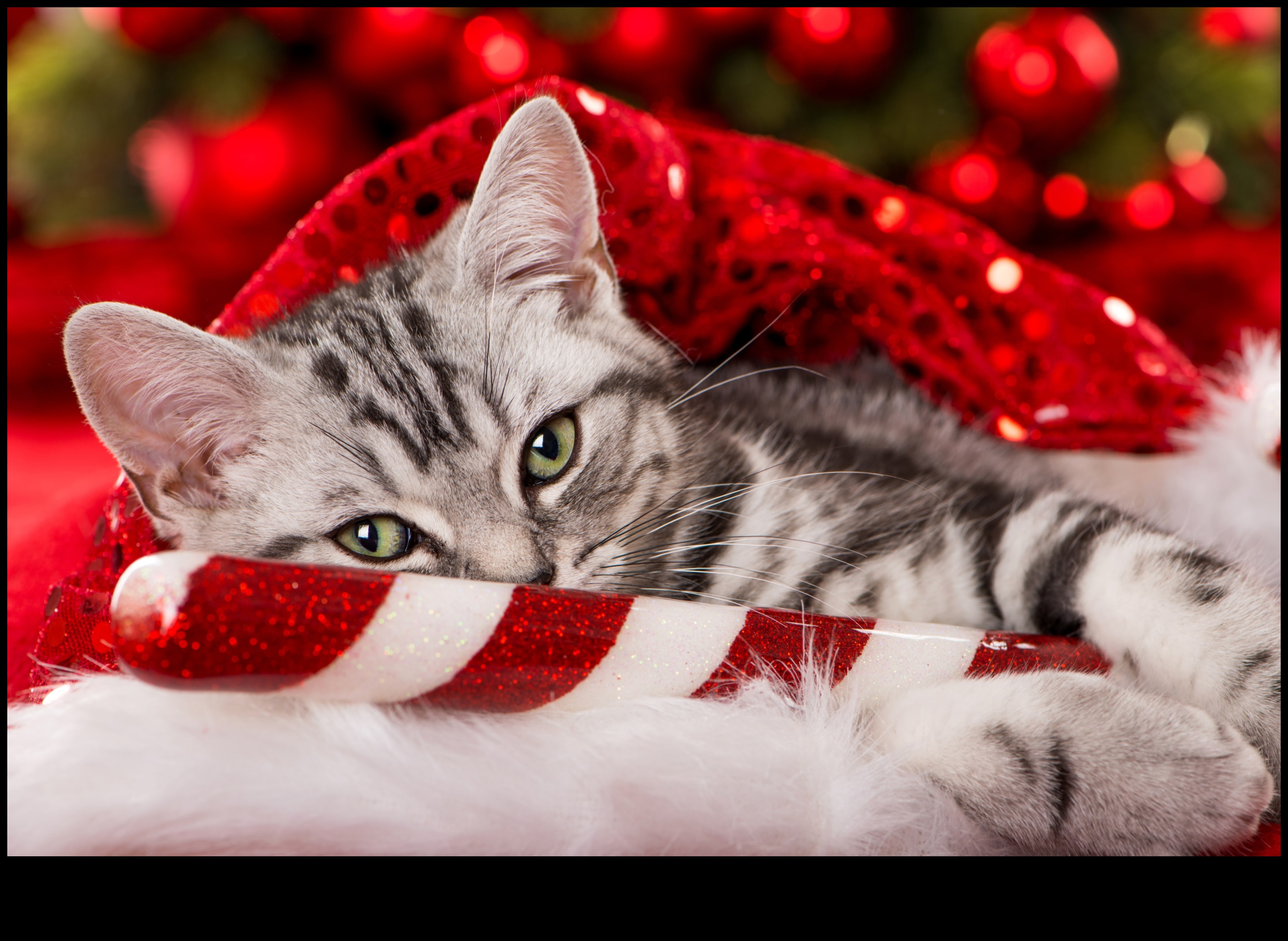 Feline Festivities Continued: Celebrating Special Moments with Stylish Accessories