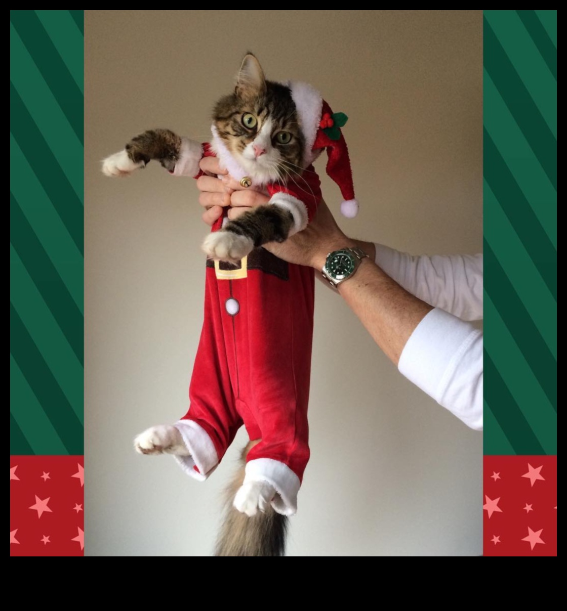 Feline Festivities: Accessories for Special Occasions