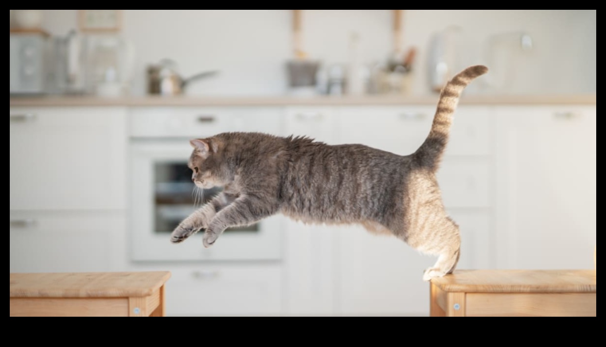 Feline Fitness Fiesta: Adding Variety to Your Cat's Exercise Routine