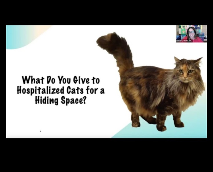 Feline Freestyle Continued: Dance Routines for Cats and Owners