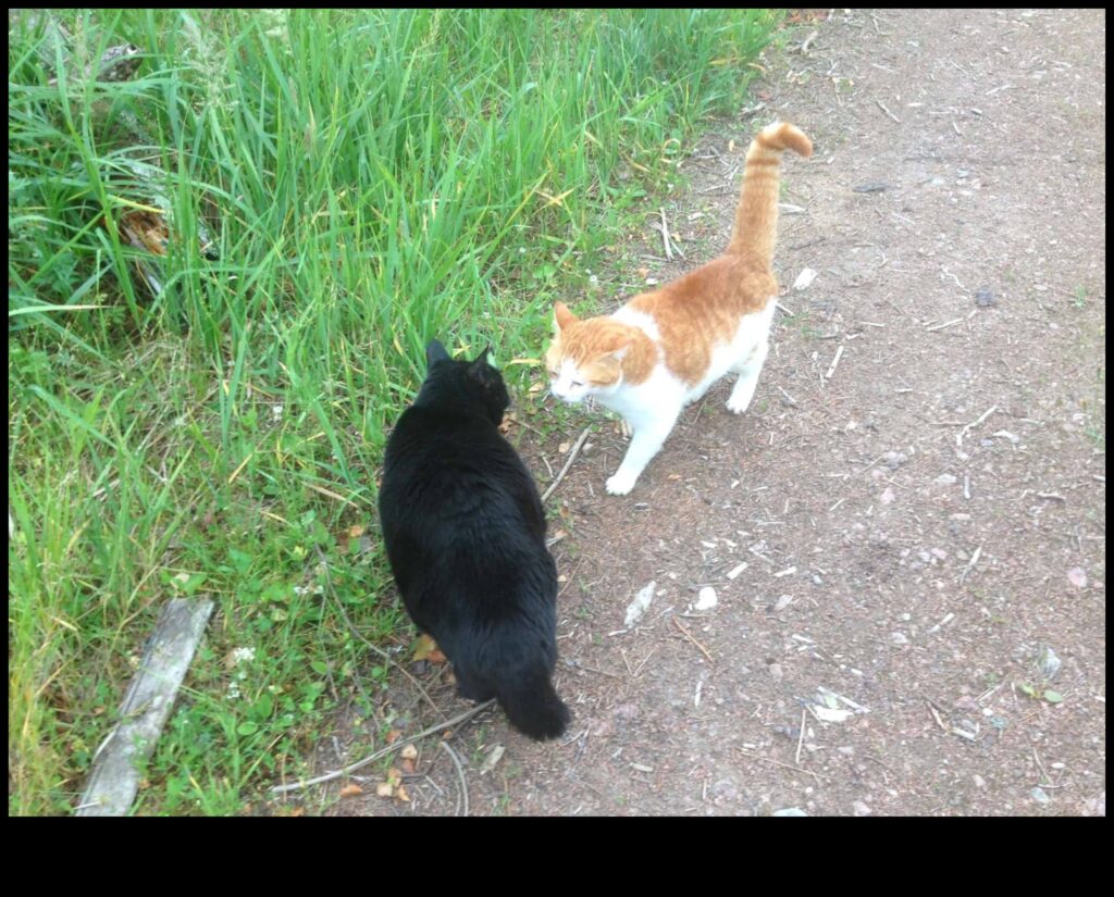 Feline Friendships Building Positive Relationships with Other Cats 1