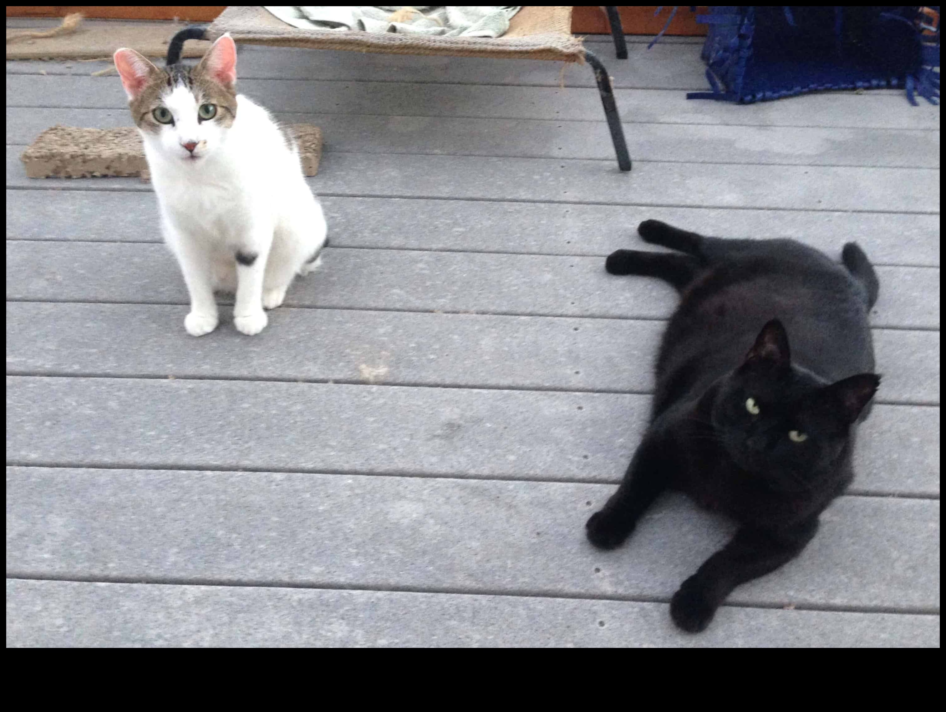 Feline Friendships: Building Positive Relationships with Other Cats