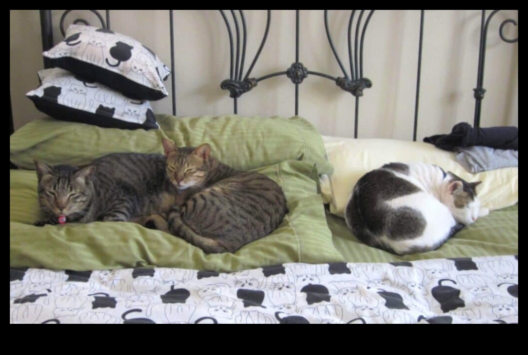 Feline Friendships: Building Positive Relationships with Other Cats