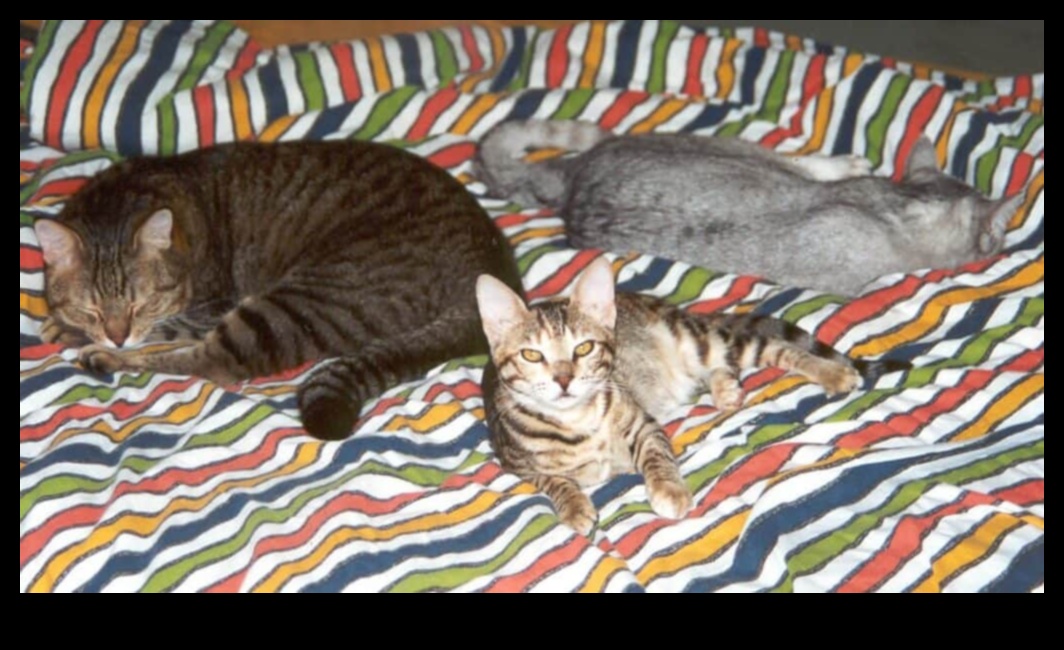 Feline Friendships: Building Positive Relationships with Other Cats