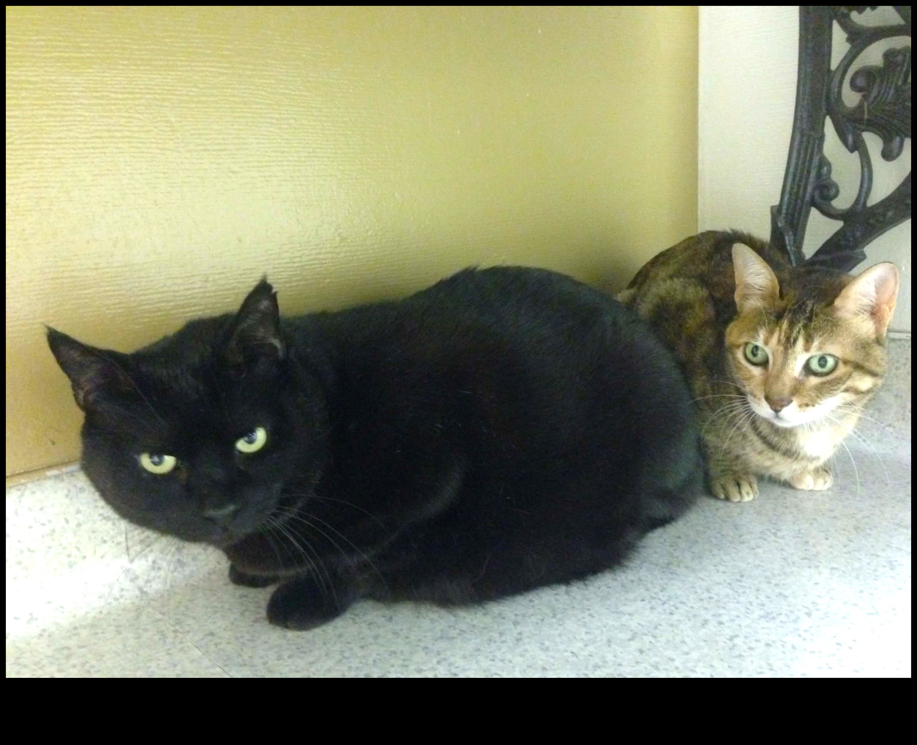 Feline Friendships: Building Positive Relationships with Other Cats