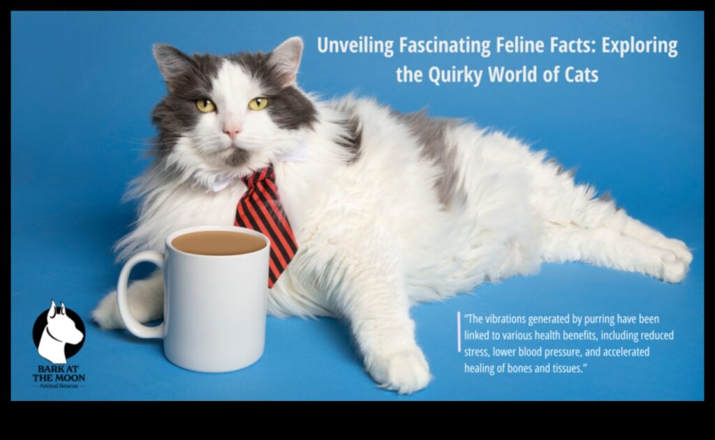 Feline Fun Facts Unveiling More Intriguing Tidbits About Cats 1