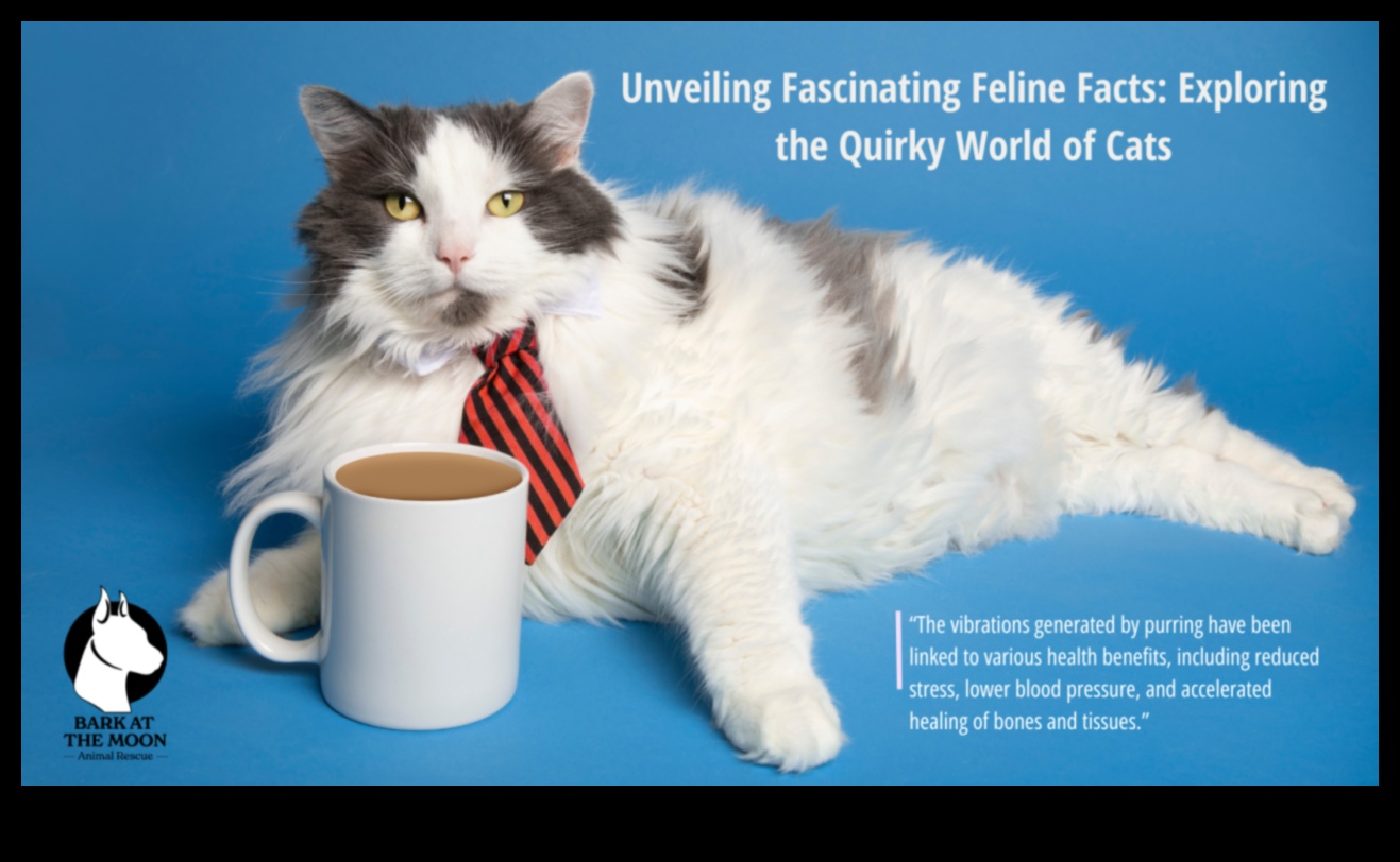 Feline Fun Facts: Unveiling More Intriguing Tidbits About Cats