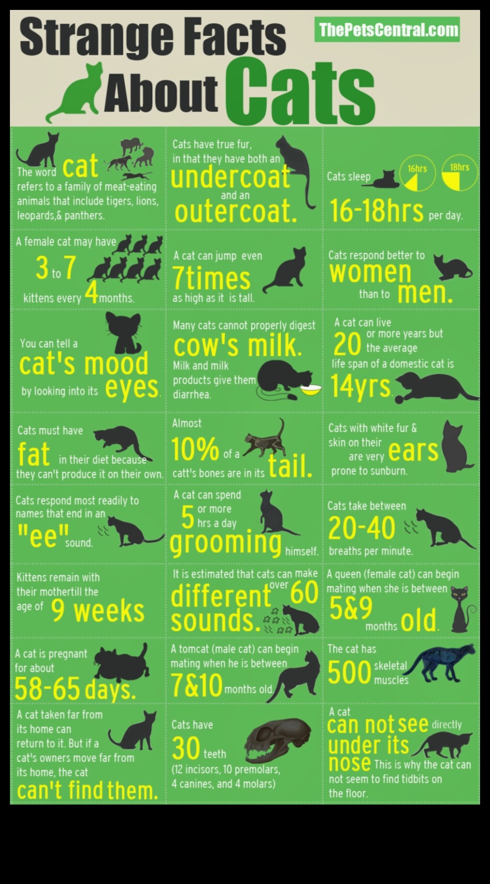 Feline Fun Facts: Unveiling More Intriguing Tidbits About Cats